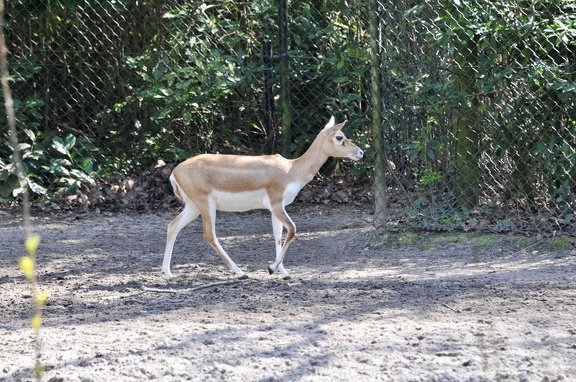 DSC 0588