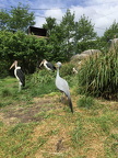 IMG 2774